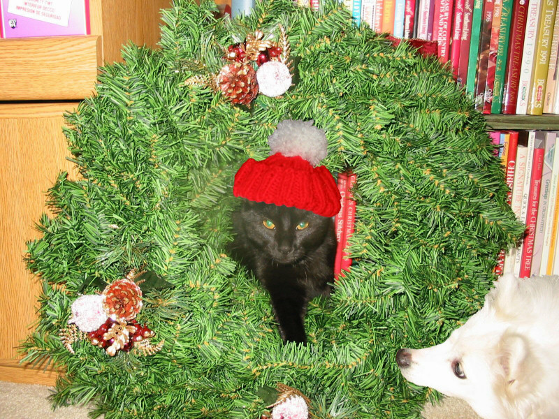 A cat; Actual size=240 pixels wide