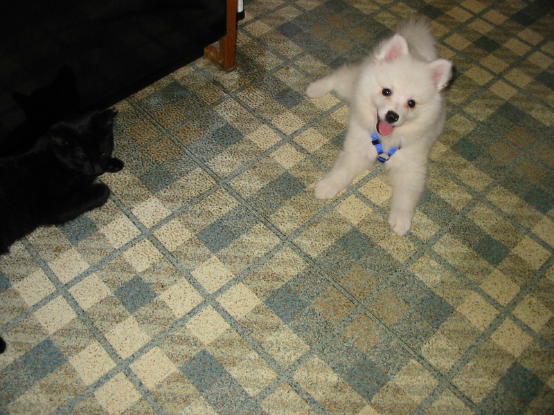 Dog&Cat
